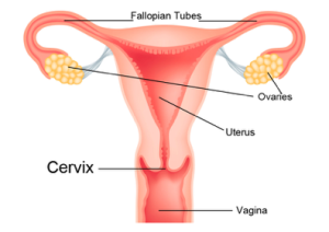 Cervix